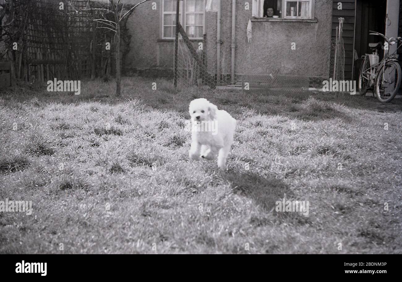 années 60, historique, dame à sa fenêtre de cuisine regarde son animal de compagnie poddle, un jouet poddle court dans le jardin. Un vélo motorisé à essence se trouve dans la cour. La plus petite version du caniche, les caniches de jouets sont des chiens actifs intelligents et de bonne nature mais nécessitent un exercice régulier et un toilettage. Banque D'Images