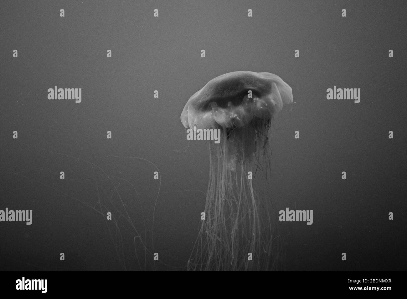 Un méduse bleu capturé en noir et blanc Banque D'Images