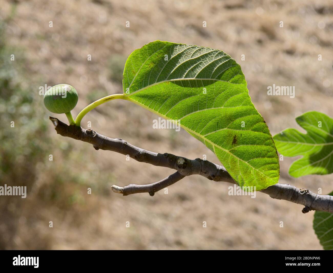 Fruits blancs et feuilles en contre-jour d'un figuier en Sicile Banque D'Images