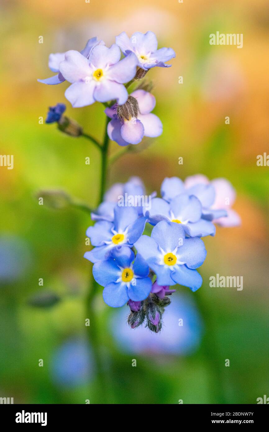 Bleu Forget-me-not (myosotis scorpioides) fleurs au printemps, Royaume-Uni Banque D'Images