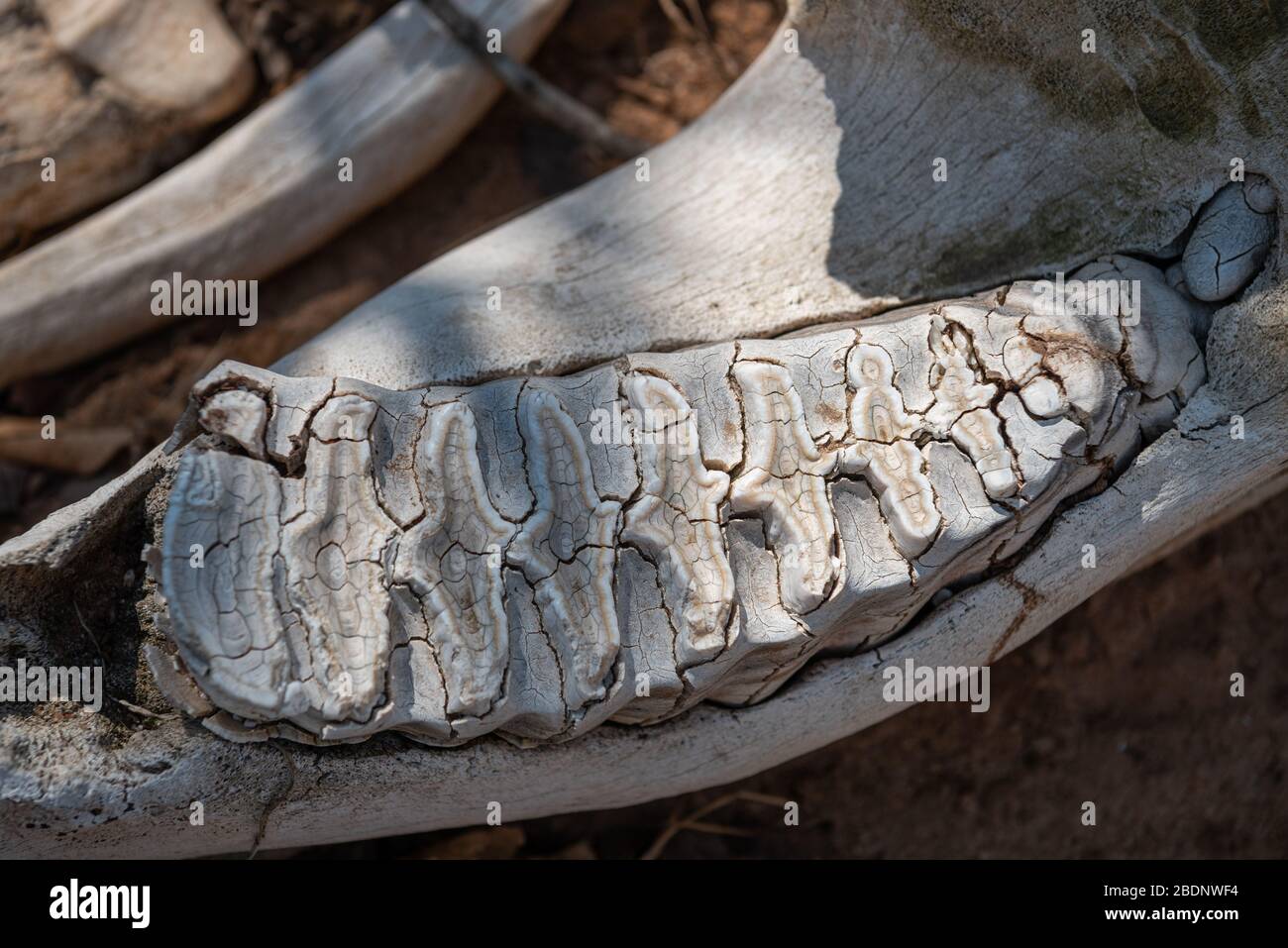 Gros plan sur certaines dents de la mâchoire inférieure d'un crâne d'éléphant Banque D'Images