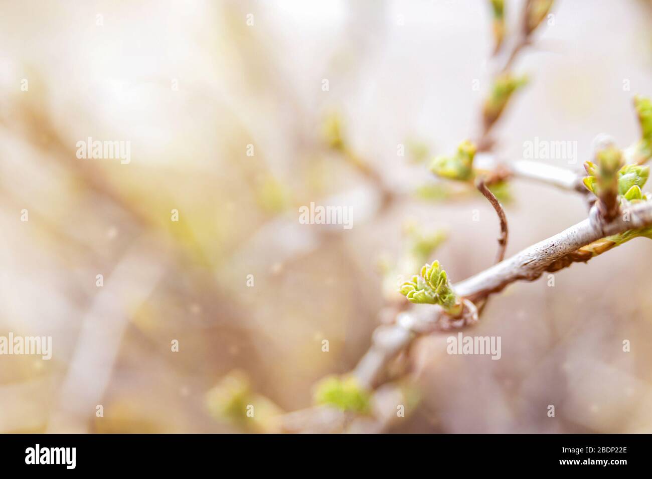 Magnifique fond de printemps avec de jeunes feuilles. Photo d'art Banque D'Images