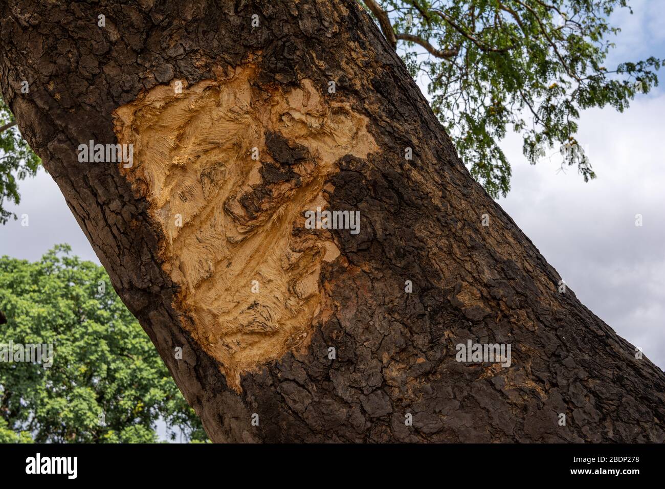 Une défense d'éléphant endommage l'écorce d'un arbre Banque D'Images