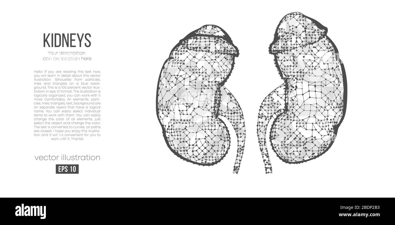 Silhouette abstraite de l'organe polygonal du rein. Acquisition, recherche et diagnostic du rein humain. Illustration de Vecteur