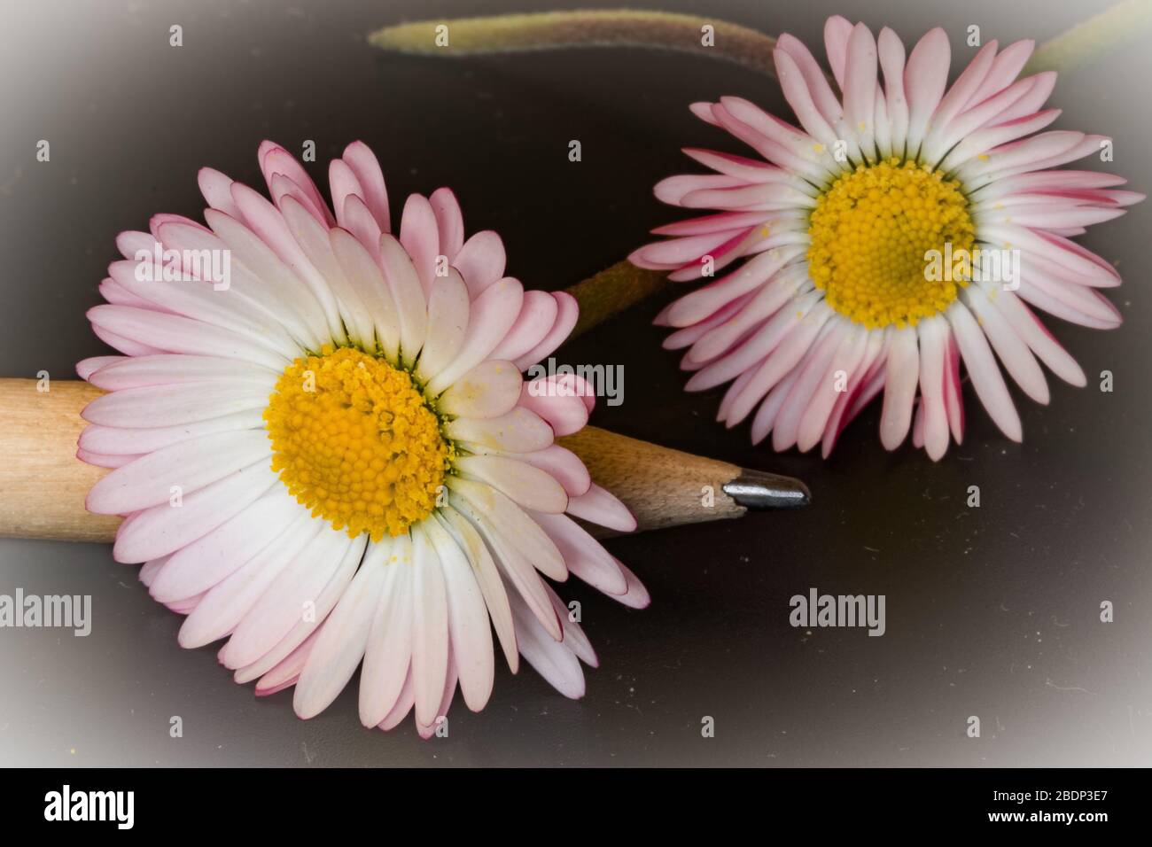 daisies et crayon sur fond noir Banque D'Images