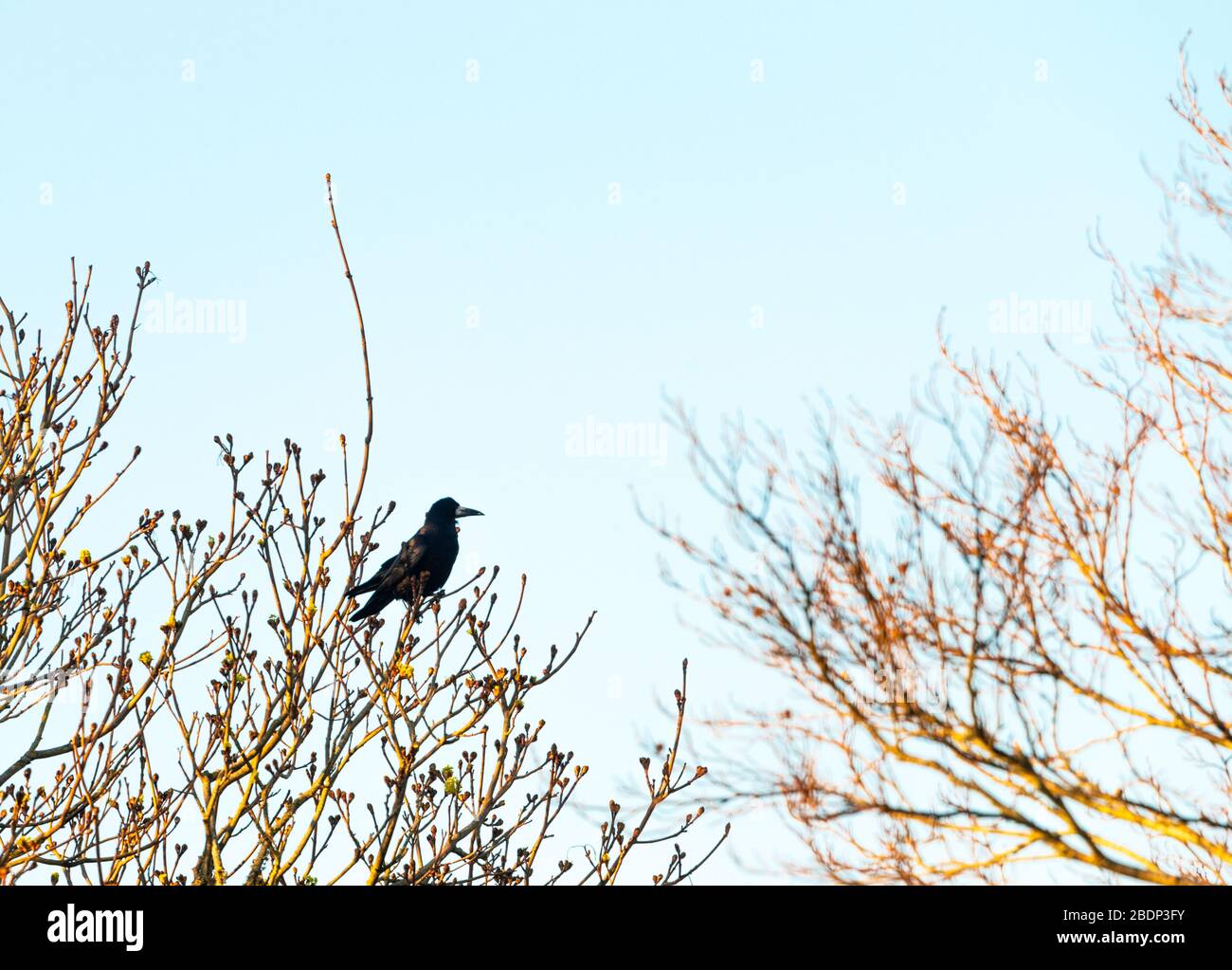 Un rook (Corvus frugilegus) suveys le paysage au crépuscule au printemps. Devon, Royaume-Uni. Banque D'Images