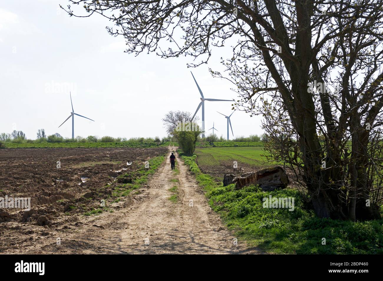 Homme marchant le long de la piste - Landing Lane - près du village d'Asselby, East Yorkshire, Angleterre Royaume-Uni Banque D'Images