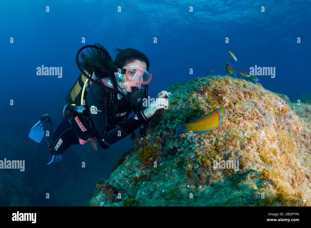 Plongée sous-marine féminine jouant avec des poissons colorés aux ornemenes (Thalassoma pavo) (île de la Palma, îles Canaries, mer Atlantique, Espagne) Banque D'Images