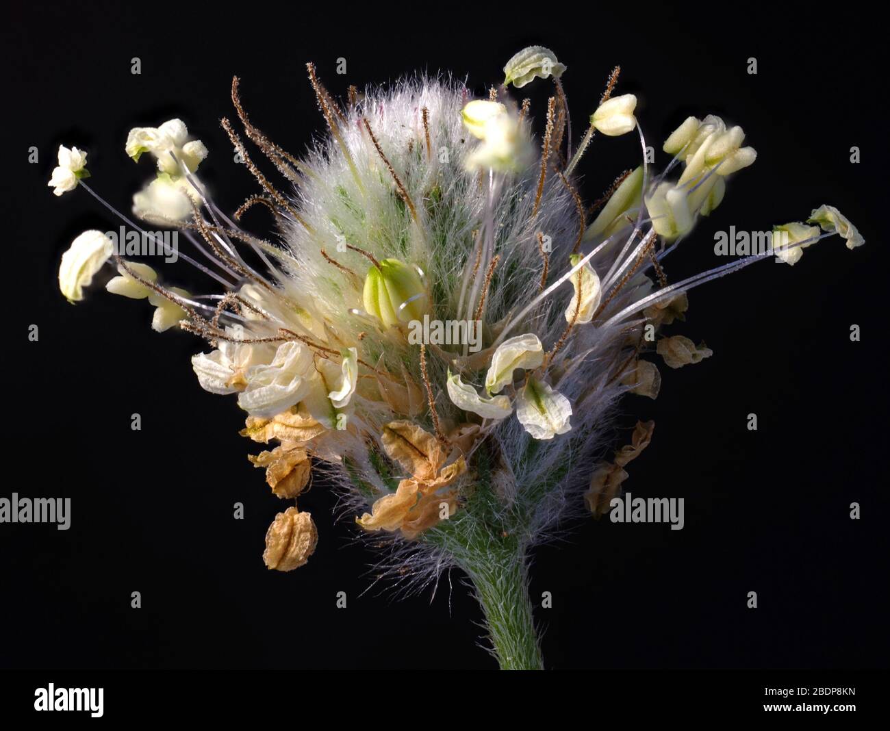 Inflorescence du Plantago lagopus Banque D'Images