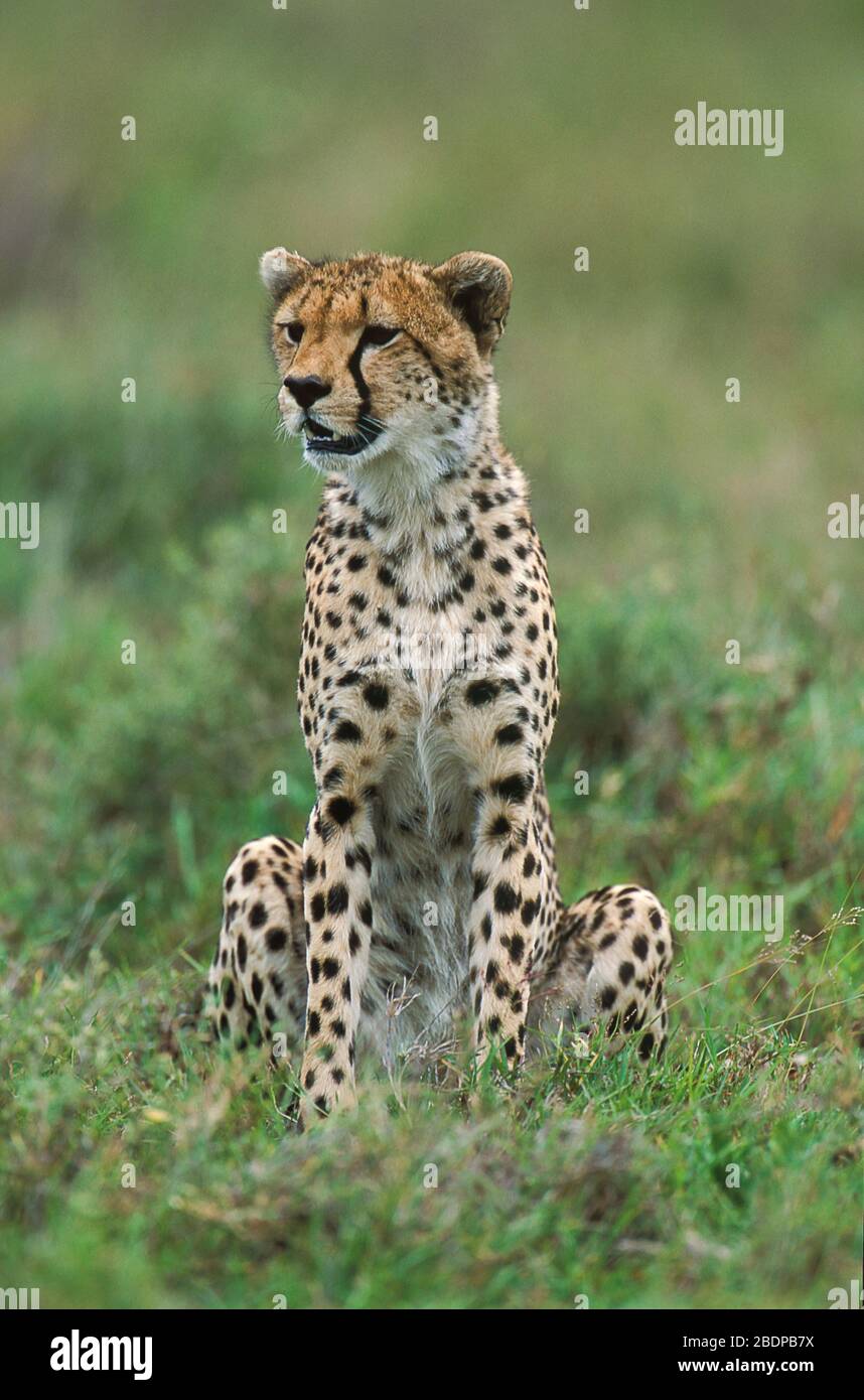 Cheetah, Acinonyx jabitus, Serengeti, Tanzanie, Afrique, assis dans le long herbe regardant, alerte Banque D'Images