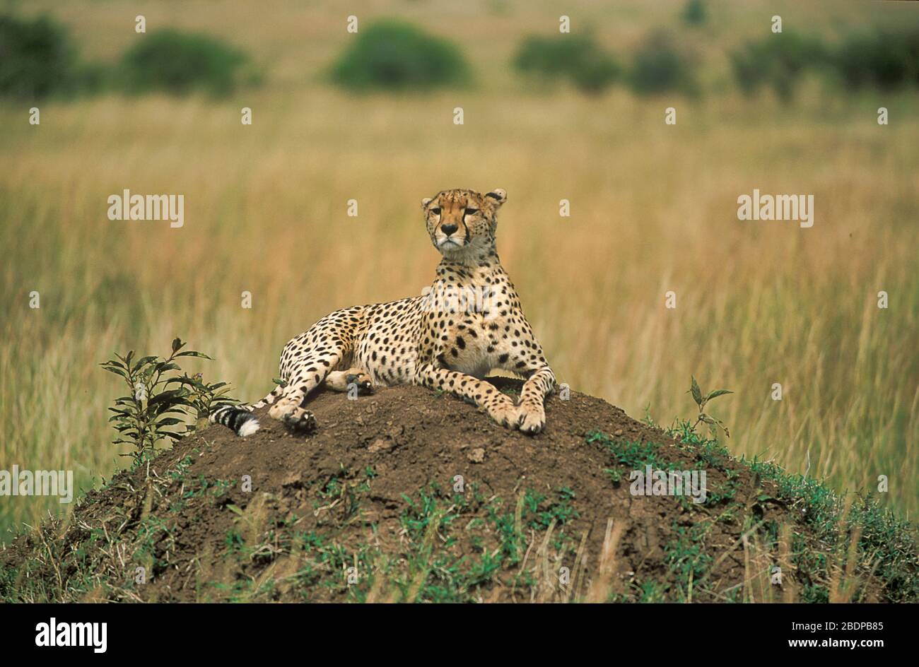 Cheetah, Acinonyx jabitus, Masai Mara, Kenya, Afrique, posé sur le sol pour une bonne vue, à la recherche Banque D'Images
