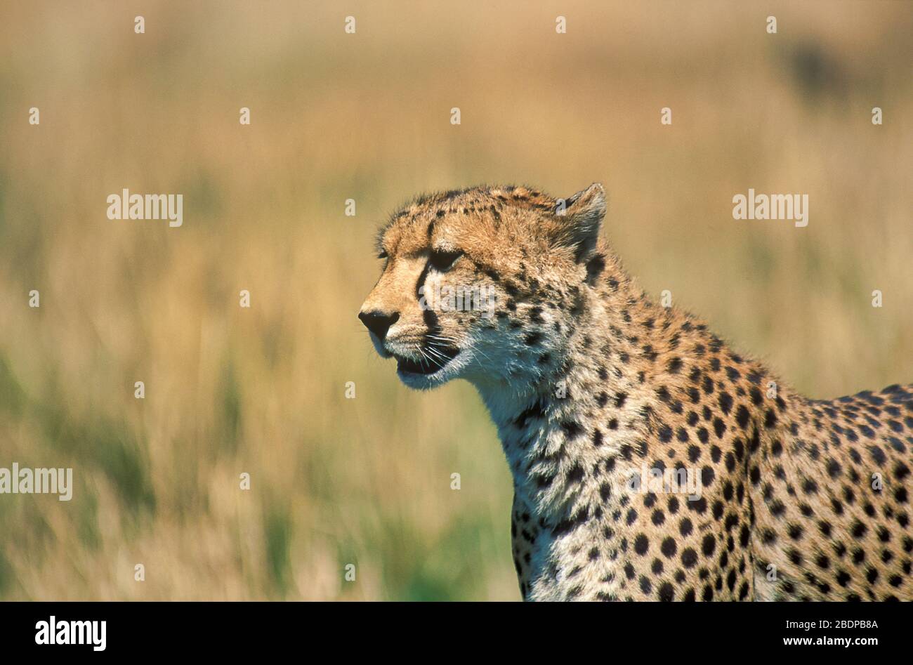 Cheetah, Acinonyx jabitus, Masai Mara, Kenya, Afrique, debout, regardant, portrait Banque D'Images