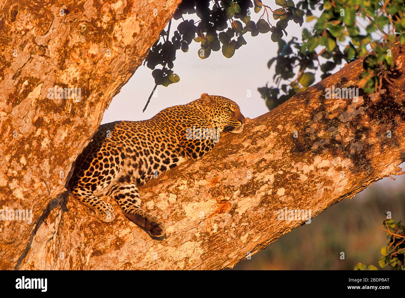 Leopard, Panthera pardus, Masai Mara, Kenya, homme assis dans l'arbre, soleil, repos Banque D'Images