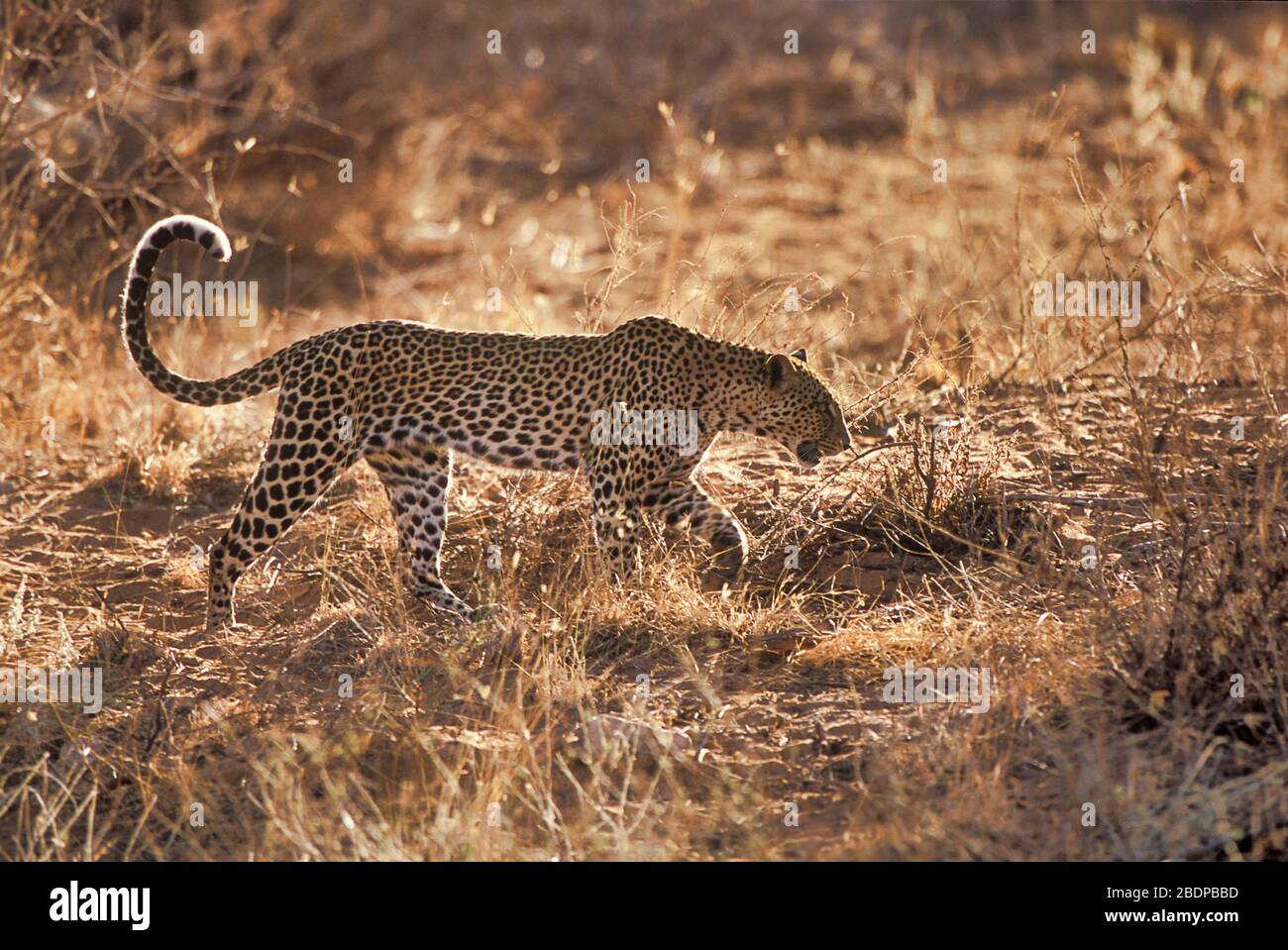 Leopard, Panthera pardus, Masai Mara, Kenya, contre-jour à pied par soleil Banque D'Images