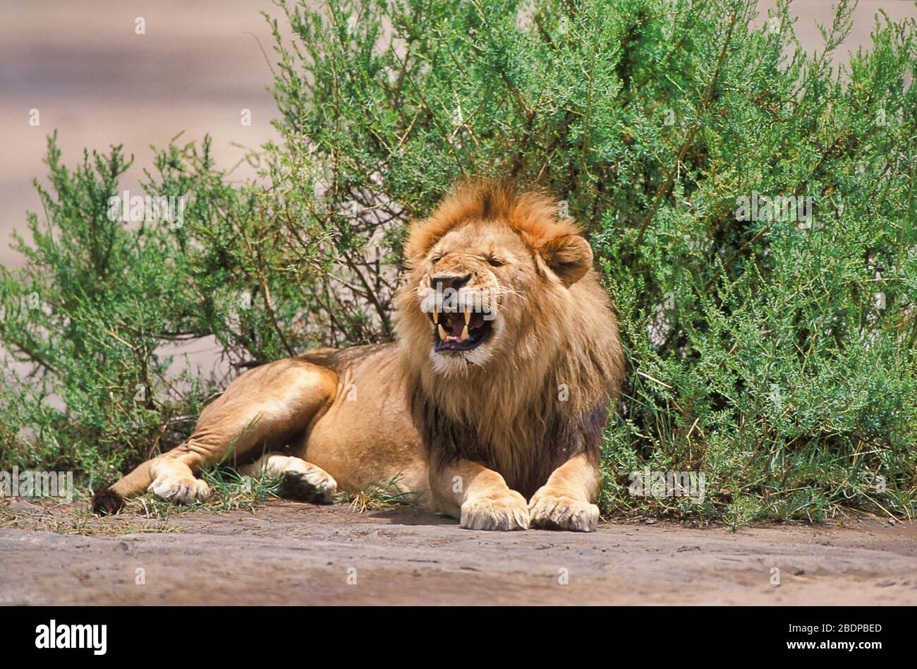 Lion, Panthera leo, homme assis, Serengeti, Tanzanie, Afrique Banque D'Images