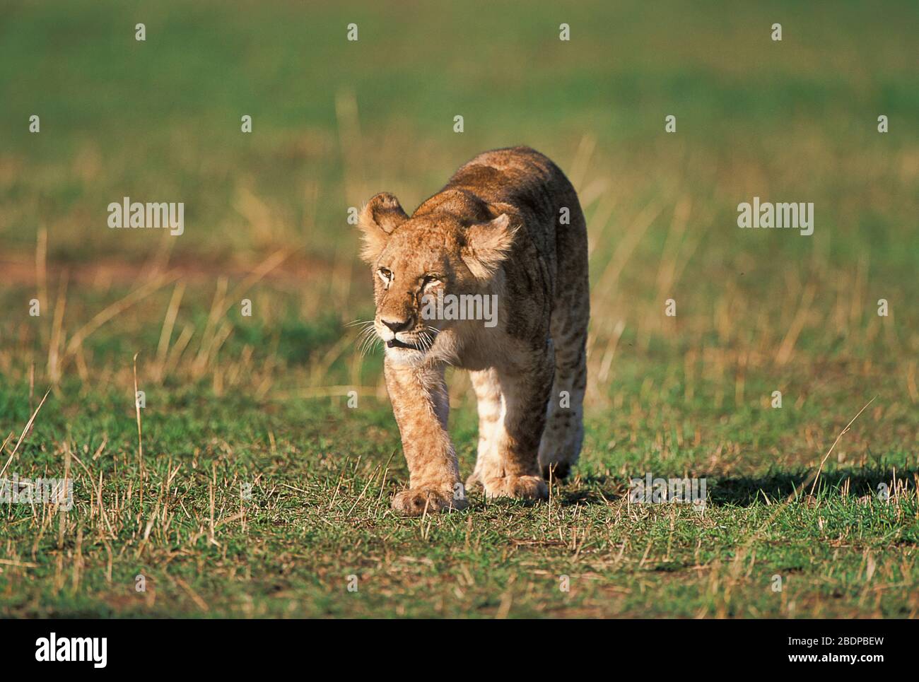 Lion, Panthera leo, jeune randonnée, Masai Mara, Kenya, Afrique Banque D'Images