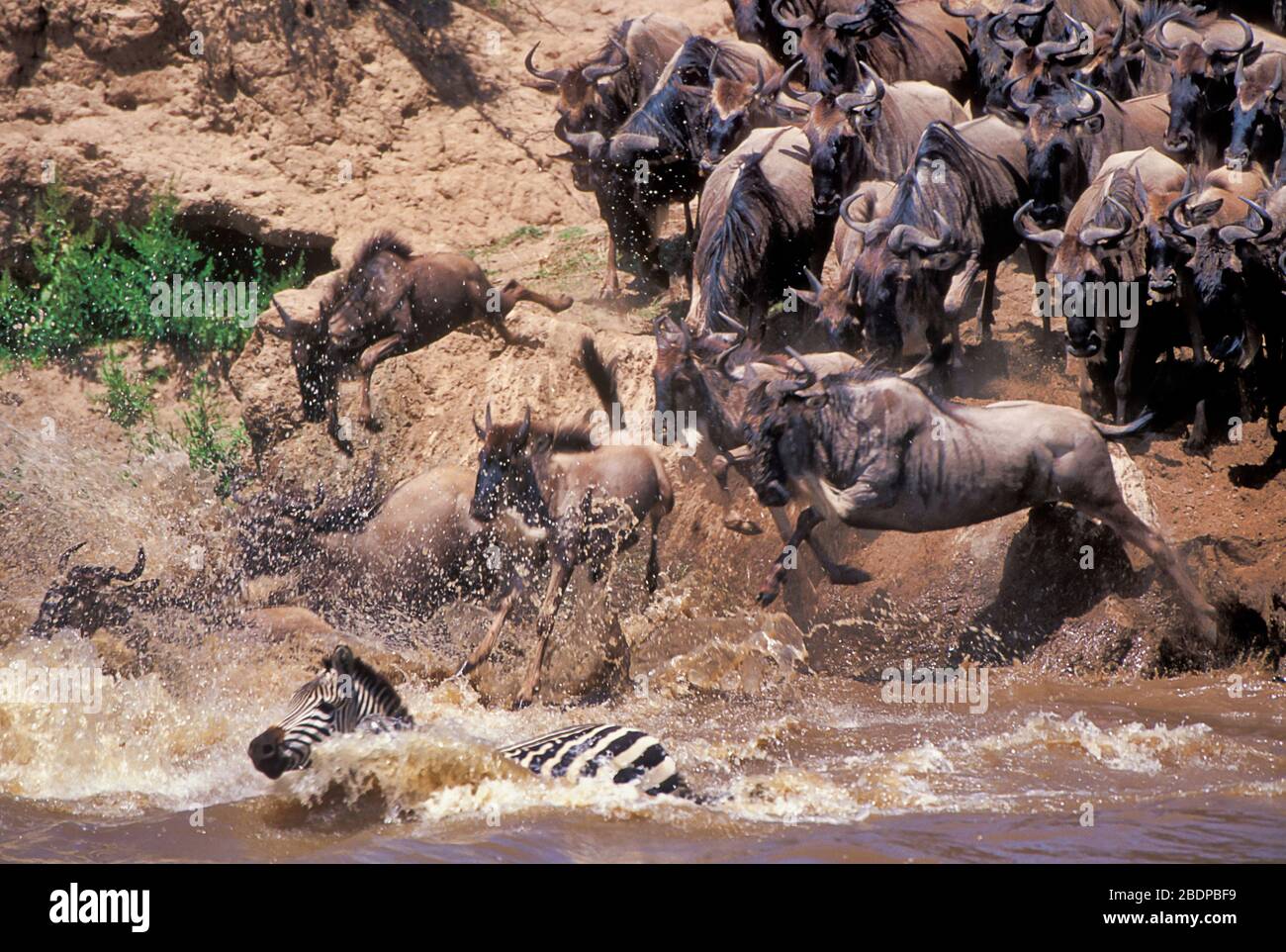 Plaines ou ZEBRA commune, Equus quagga, anciennement Equus burchellii, et Wildebeeste ou GNU, Connochaetes taurinus, migration traversant la rivière, Masai Mara, Banque D'Images