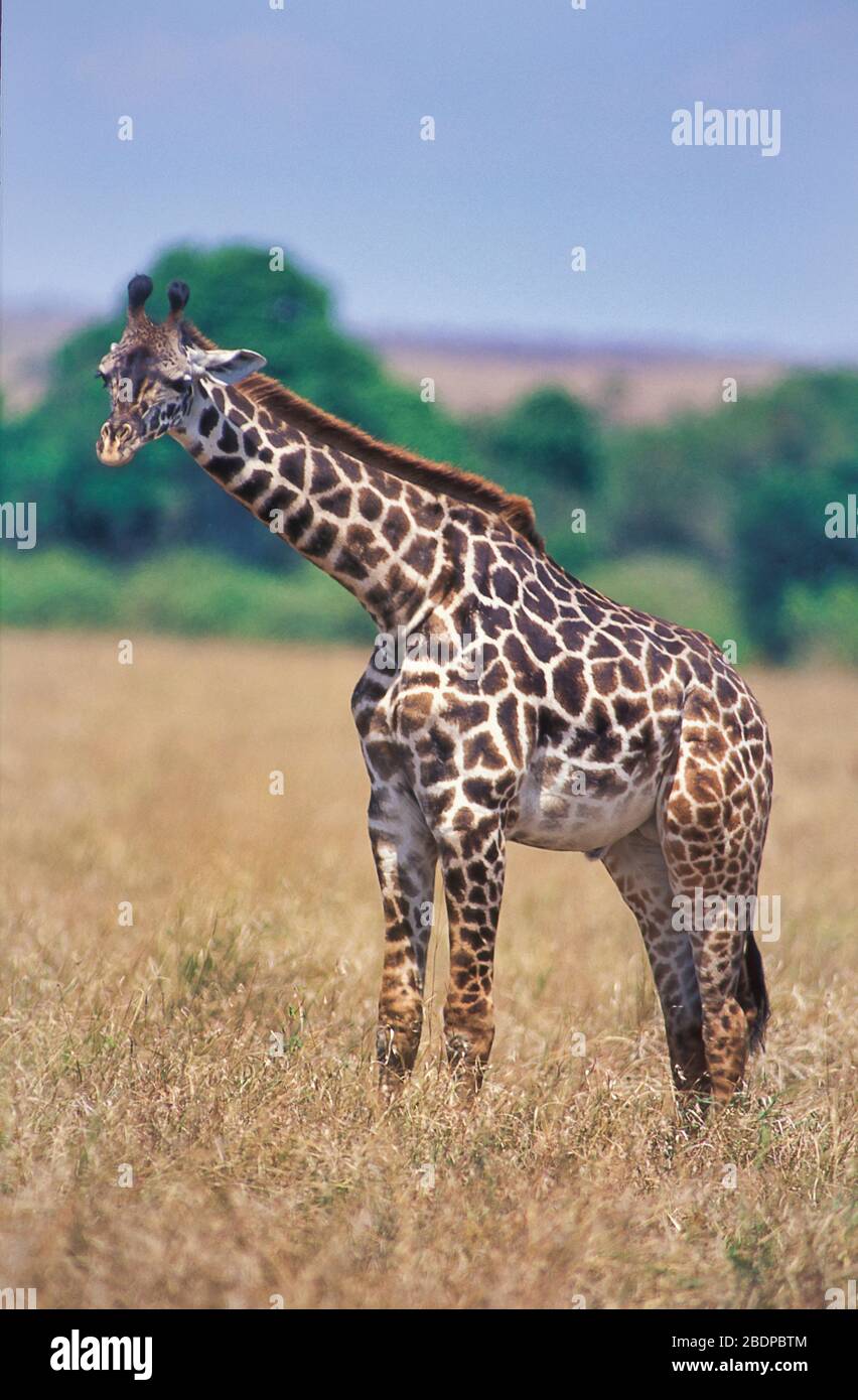 Giraffe, Giraffa camelopardalis, Masai Mara, Kenya, Afrique, debout regardant Banque D'Images