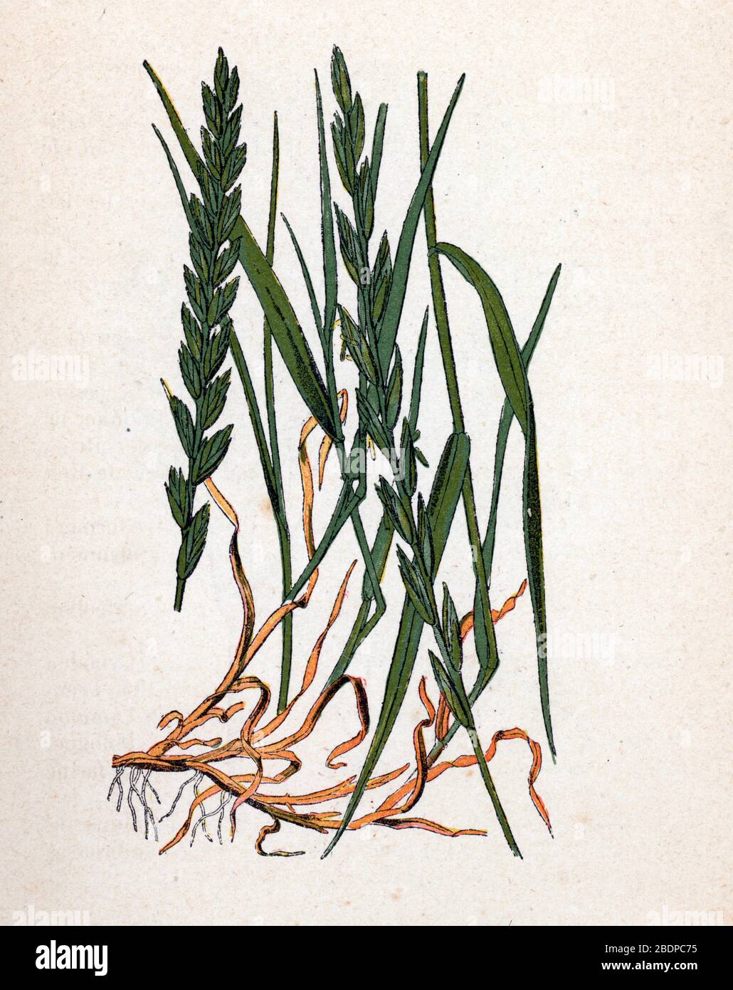 'Chiendent officinal' (Elymus repens) (herbe de table, fossé, herbe de chien, herbe de quackgrass, herbe de piche, secousse, sorchgrass) Plan de botanique tiree de 'at Banque D'Images