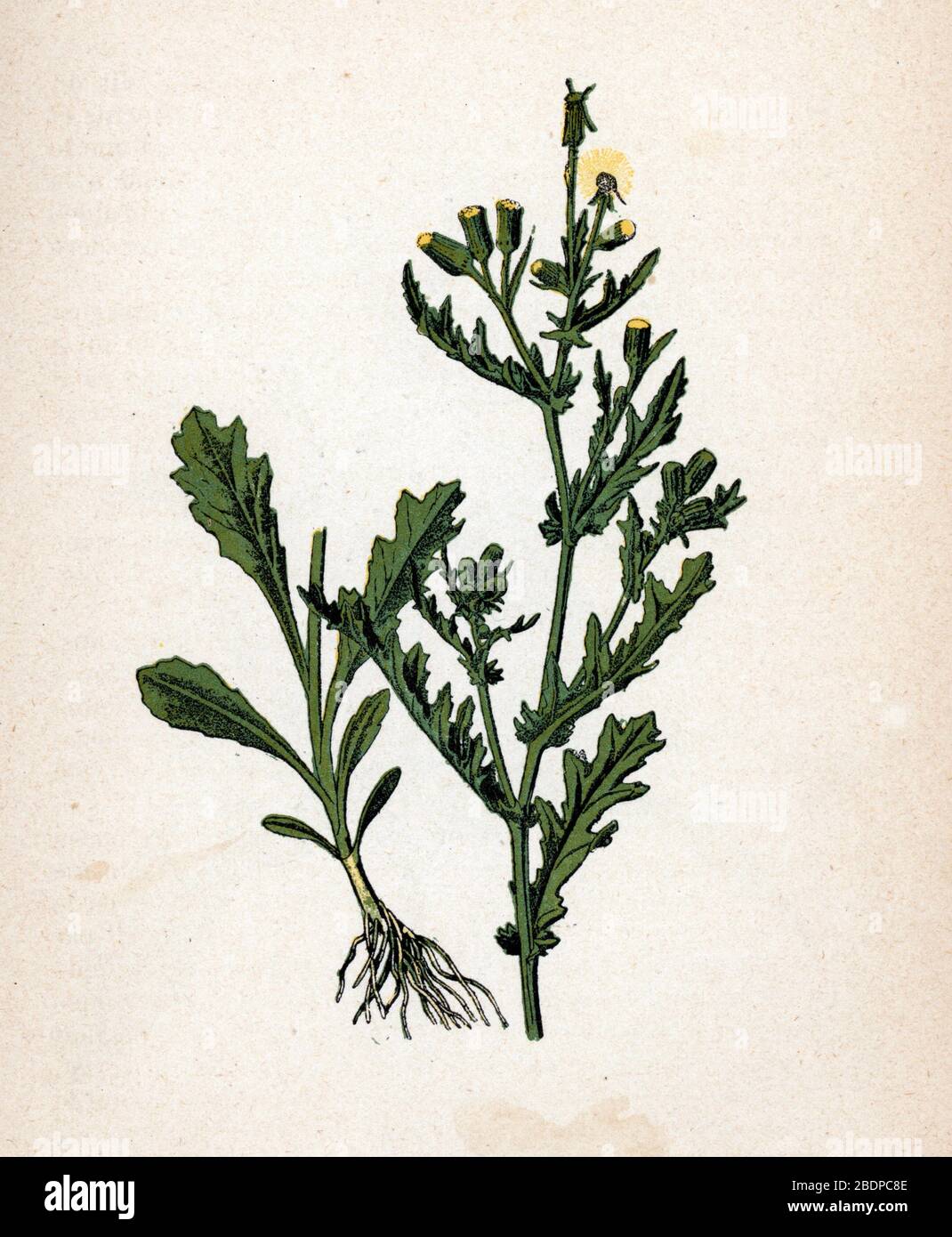 'Senecon' (Senecio vulgaris) (masse commune) planète de botanique tiree de 'Atlas couleur des plantes médicaless' de Paul Hariot, 1900 (botanique Banque D'Images