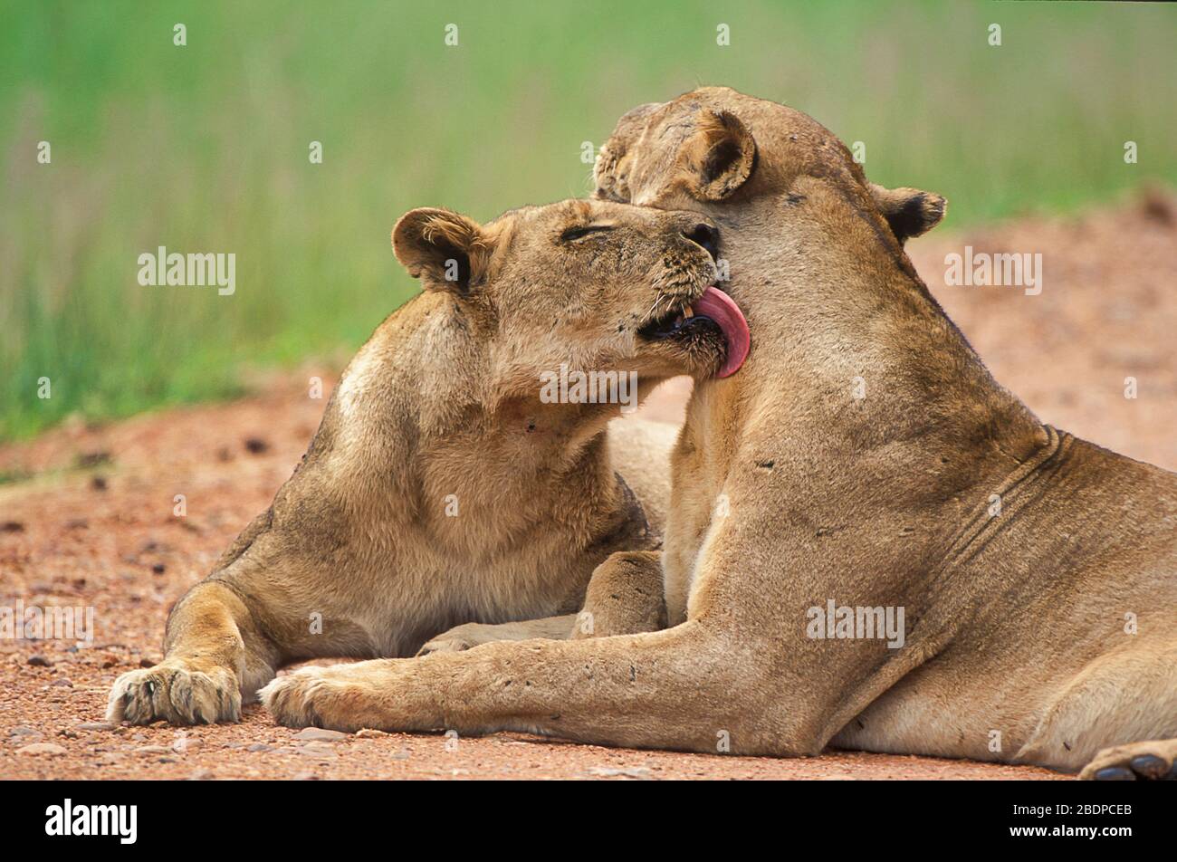 Lion, Panthera leo, Zimbabwe, Afrique, se toilettant Banque D'Images