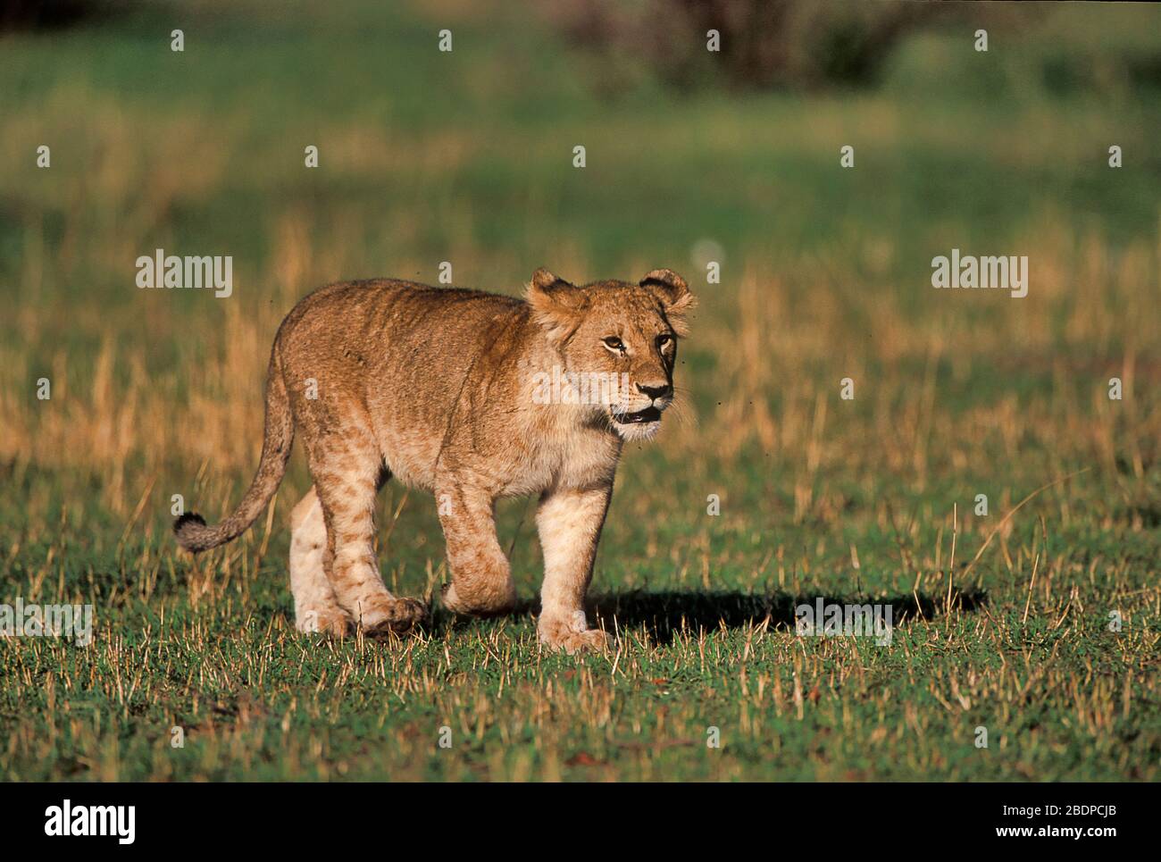 Lion, Panthera leo, Masai Mara, Kenya, Afrique, jeune marche Banque D'Images