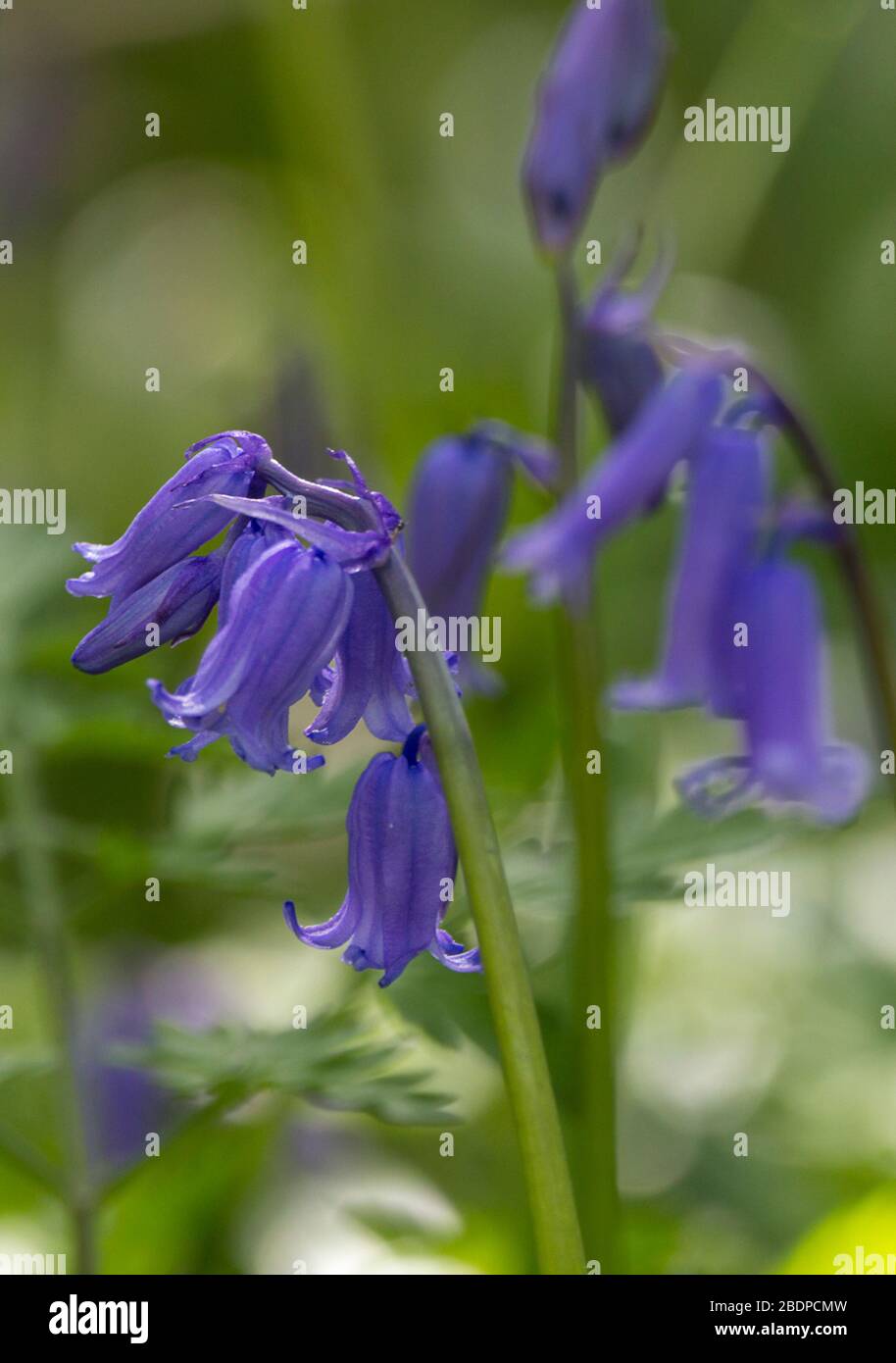 Bluebells fleur printanière en jacinthoides non scripta, fleurs bleues en forme de cloche pendent d'un côté de la tige. Fleurs sauvages des bois vivaces bulbeuses Banque D'Images