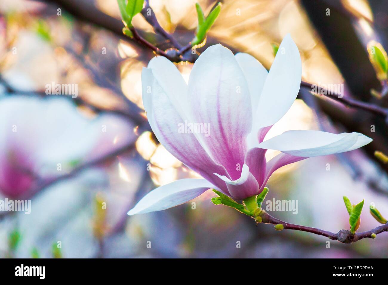 magnolia en lumière du soleil. magnifique arrière-plan printanier Banque D'Images