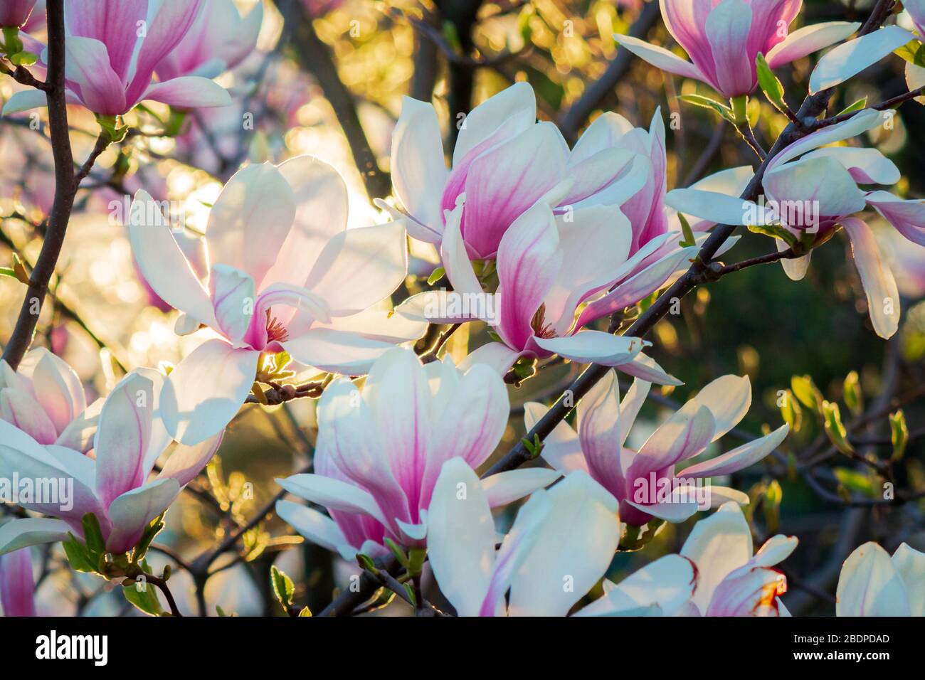 magnolia en lumière du soleil. magnifique arrière-plan printanier Banque D'Images