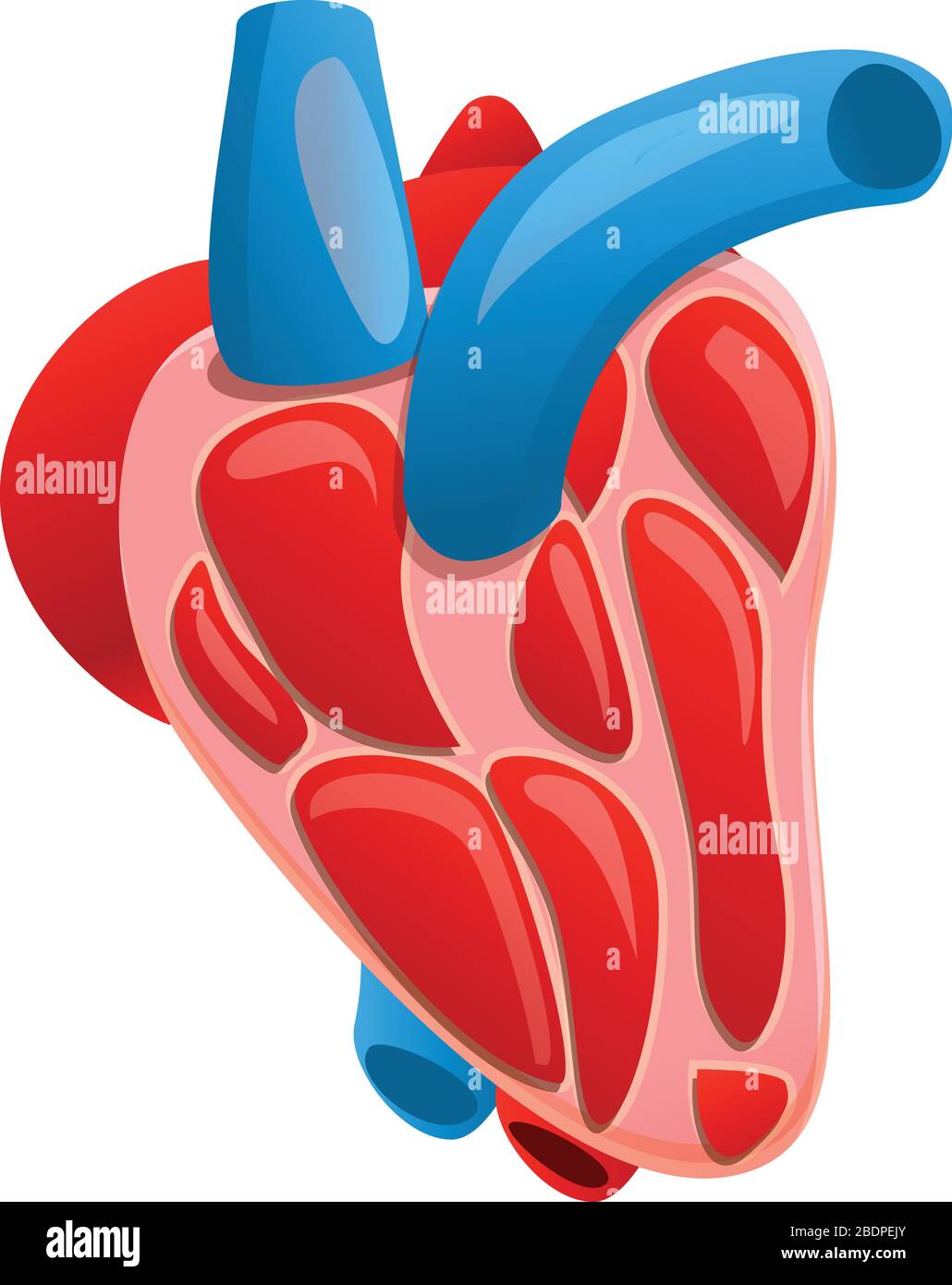 Icône de la section coeur humain. Dessin animé de la section coeur humain vecteur icône pour la conception de Web isolé sur fond blanc Illustration de Vecteur