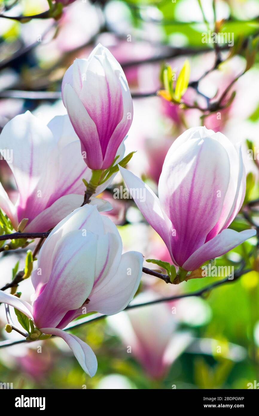 arrière-plan rose de la magnolia. beau paysage naturel avec des fleurs délicates au printemps Banque D'Images