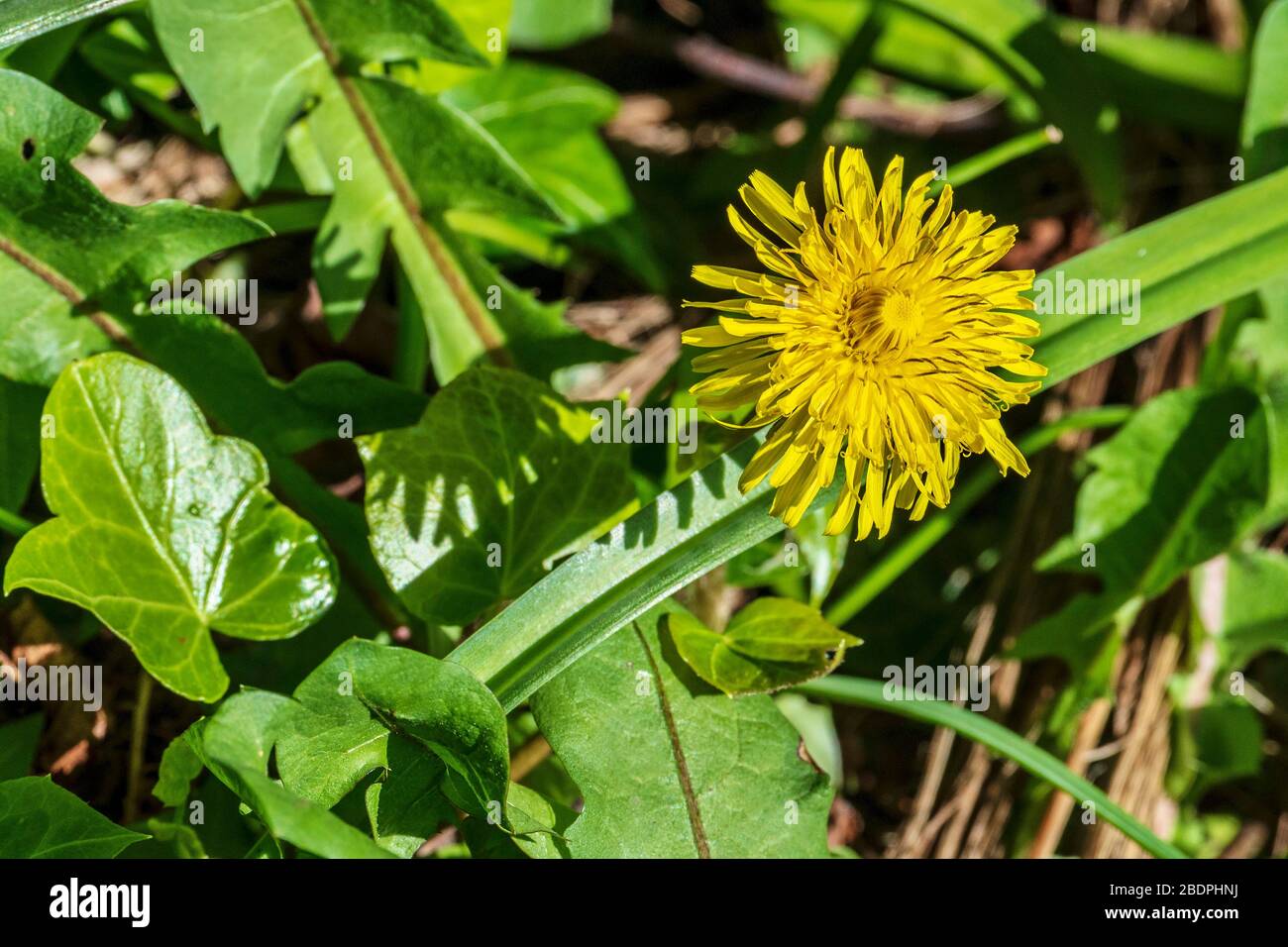 Une tête de fleur de pissenlit. Banque D'Images