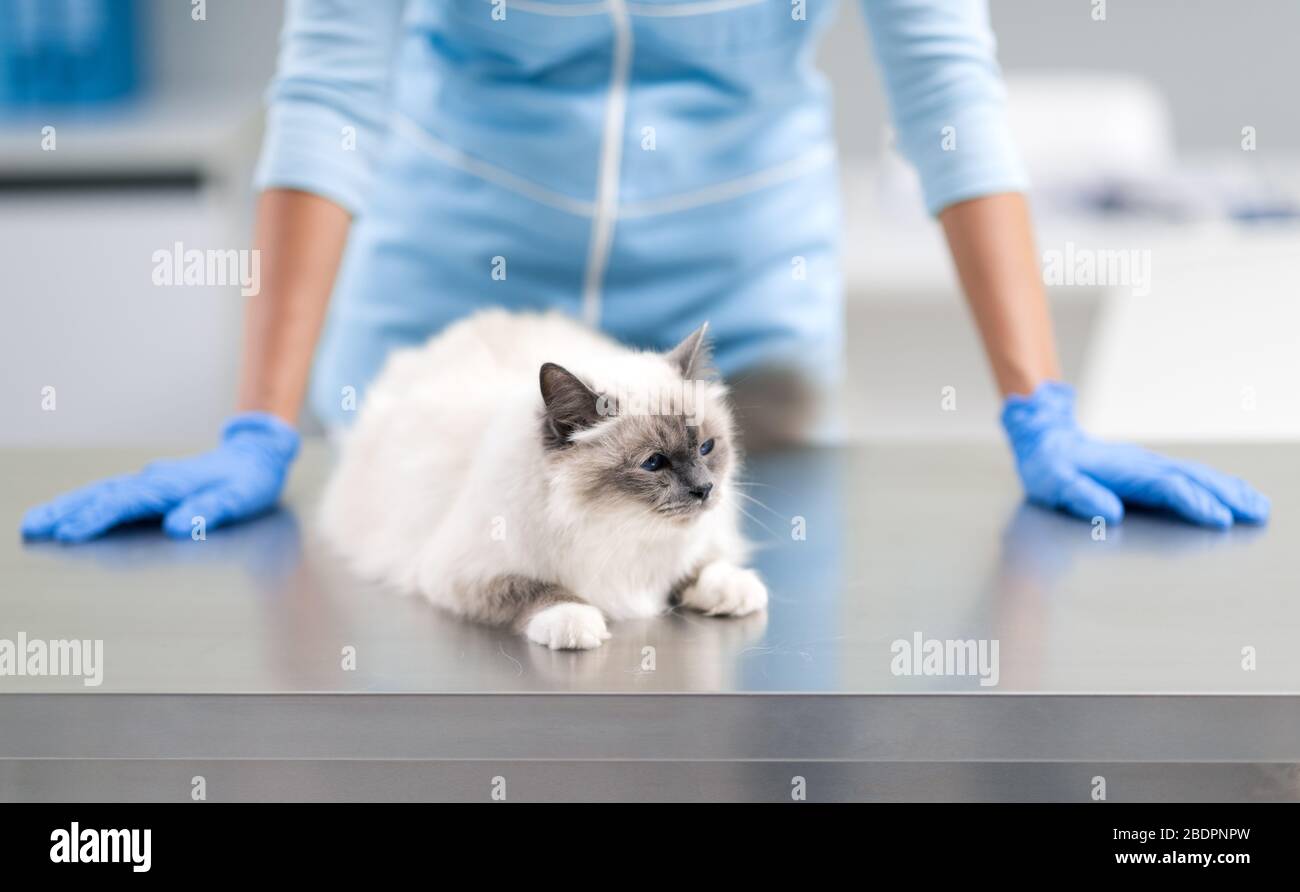 Magnifique chat de cheveux longs sur la table d'examen à la clinique vétérinaire et le médecin professionnel Banque D'Images
