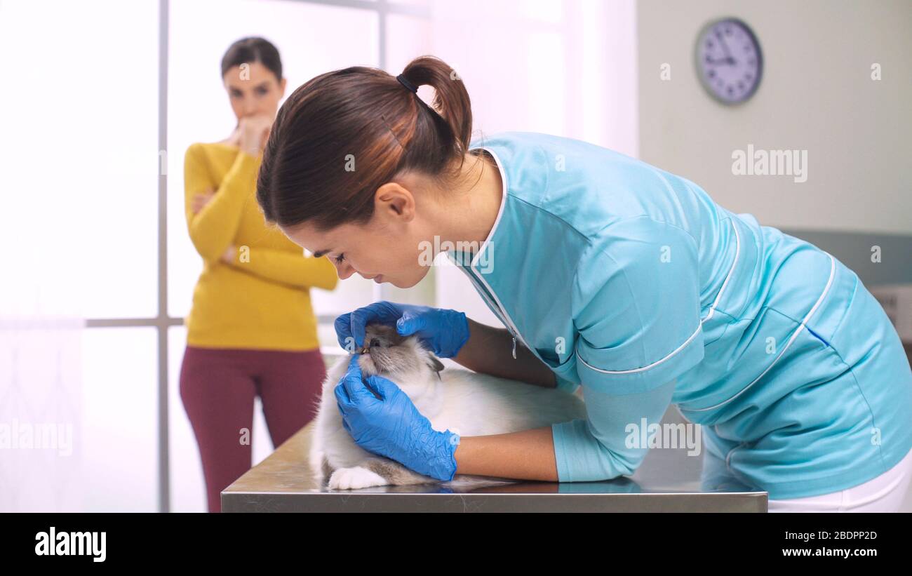 Vétérinaire professionnel de femme examinant un chat à la clinique, le concept de santé d'animal de compagnie Banque D'Images