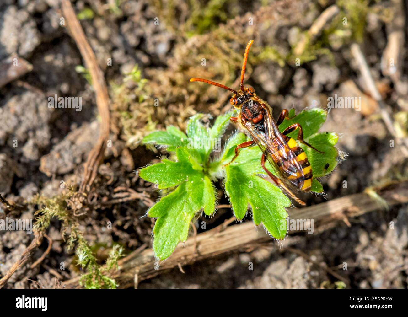 Parasite ou Coucou Bee dans un jardin Norfolk, Royaume-Uni Banque D'Images