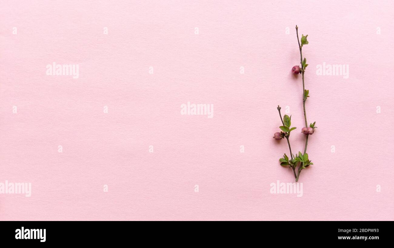 Branches minimalistes avec feuilles et baies sur fond rose clair avec texture pastel. Simple pose à plat avec espace de copie. Concept floral Banque D'Images