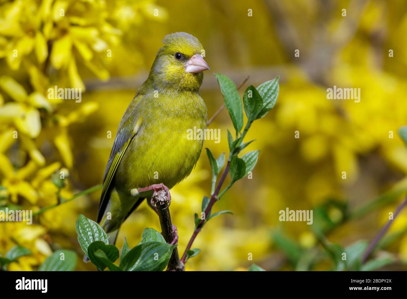 (Grünfink Carduelis chloris) Männchen Banque D'Images