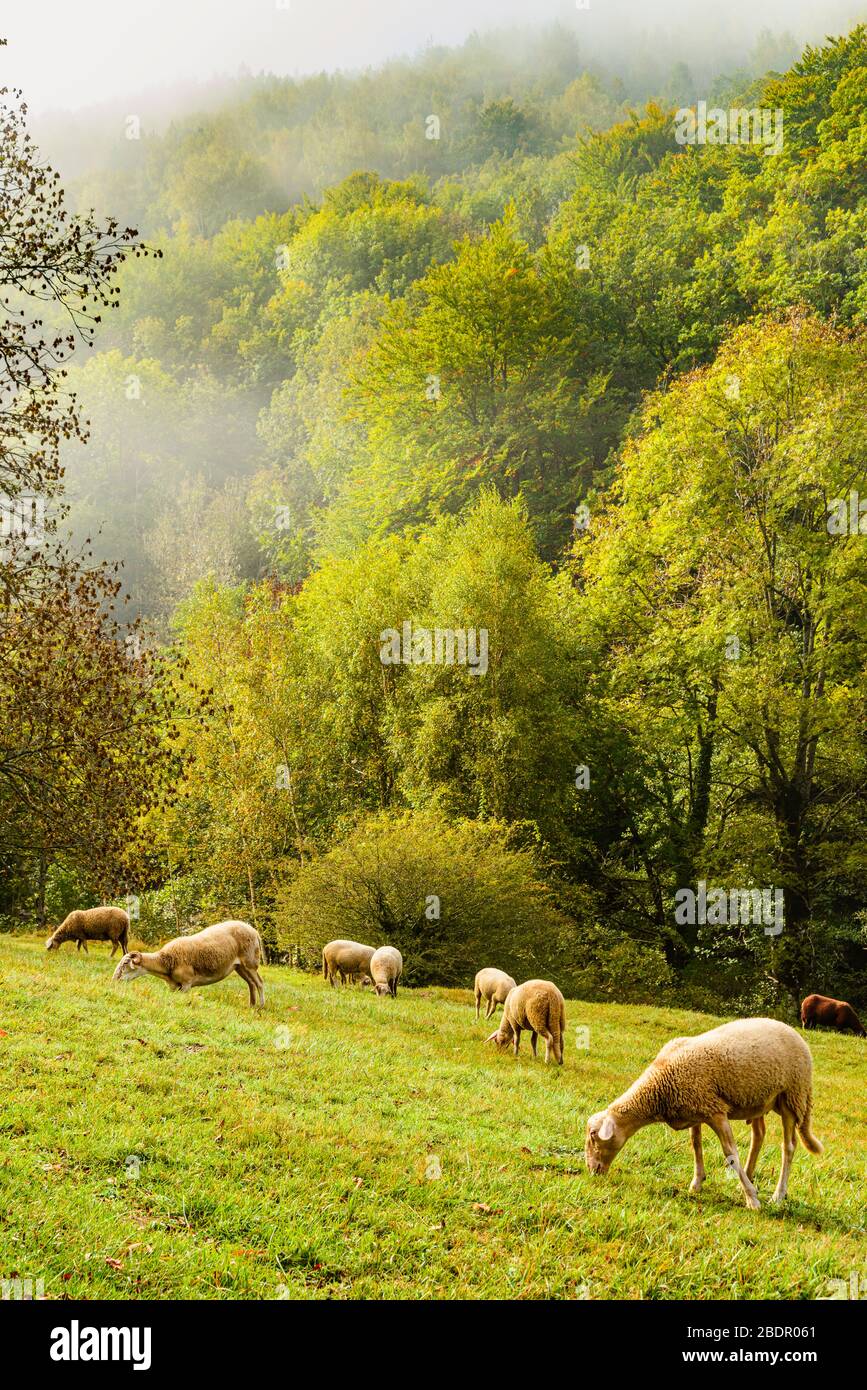 Moutons et brume dans la vallée de la Mimente sur le sentier Robert Louis Stevenson dans les Cévennes, Lozère, France Banque D'Images