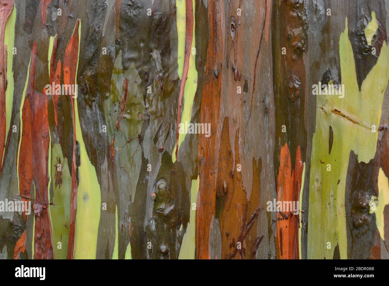 Gros plan de l'écorce d'eucalyptus arc-en-ciel à Kauai, Hawaï, États-Unis Banque D'Images