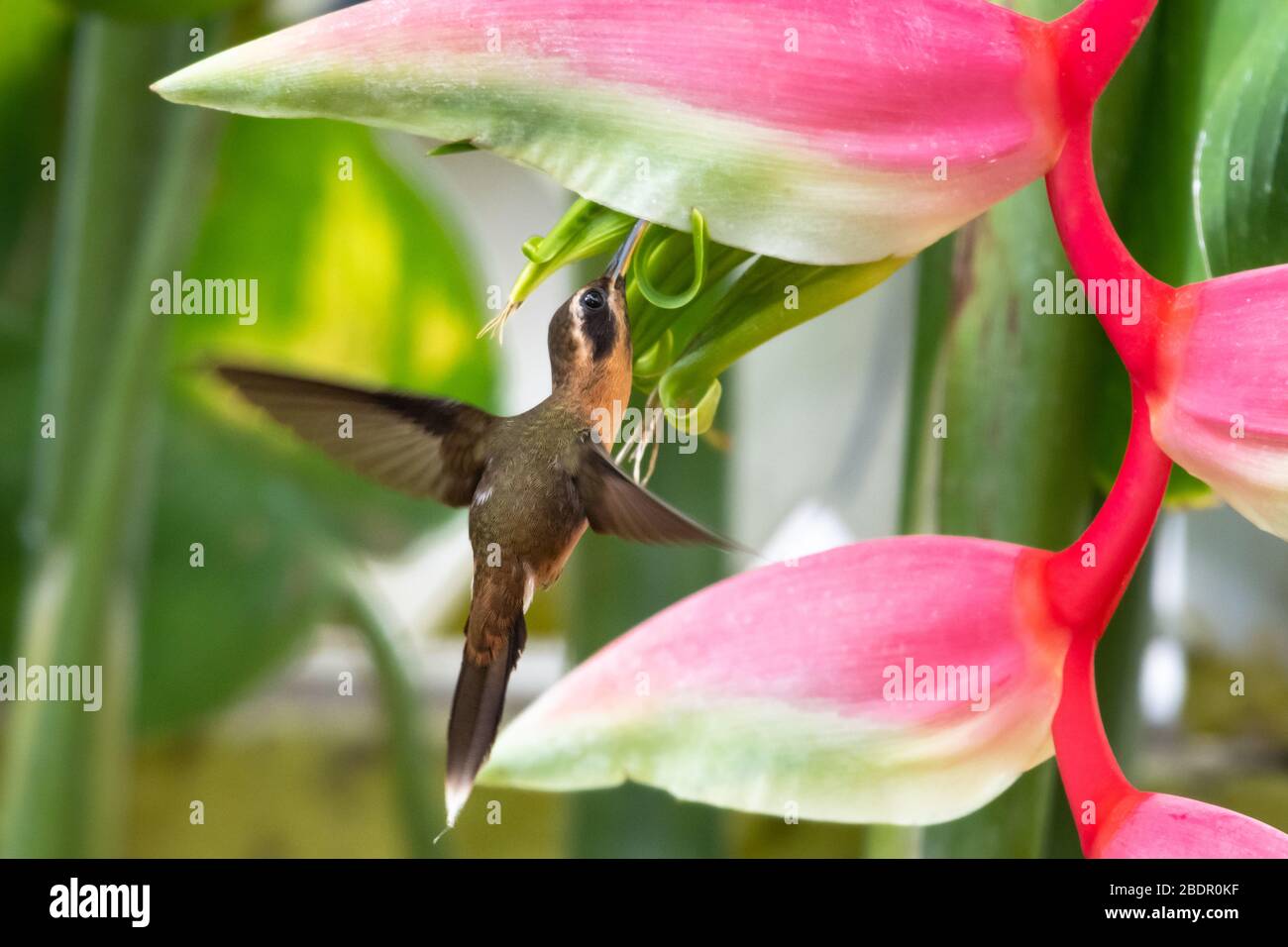 Un petit oiseau-colibris Hermit se nourrissant sur la fleur rose rose rose de l'Heliconia. Banque D'Images