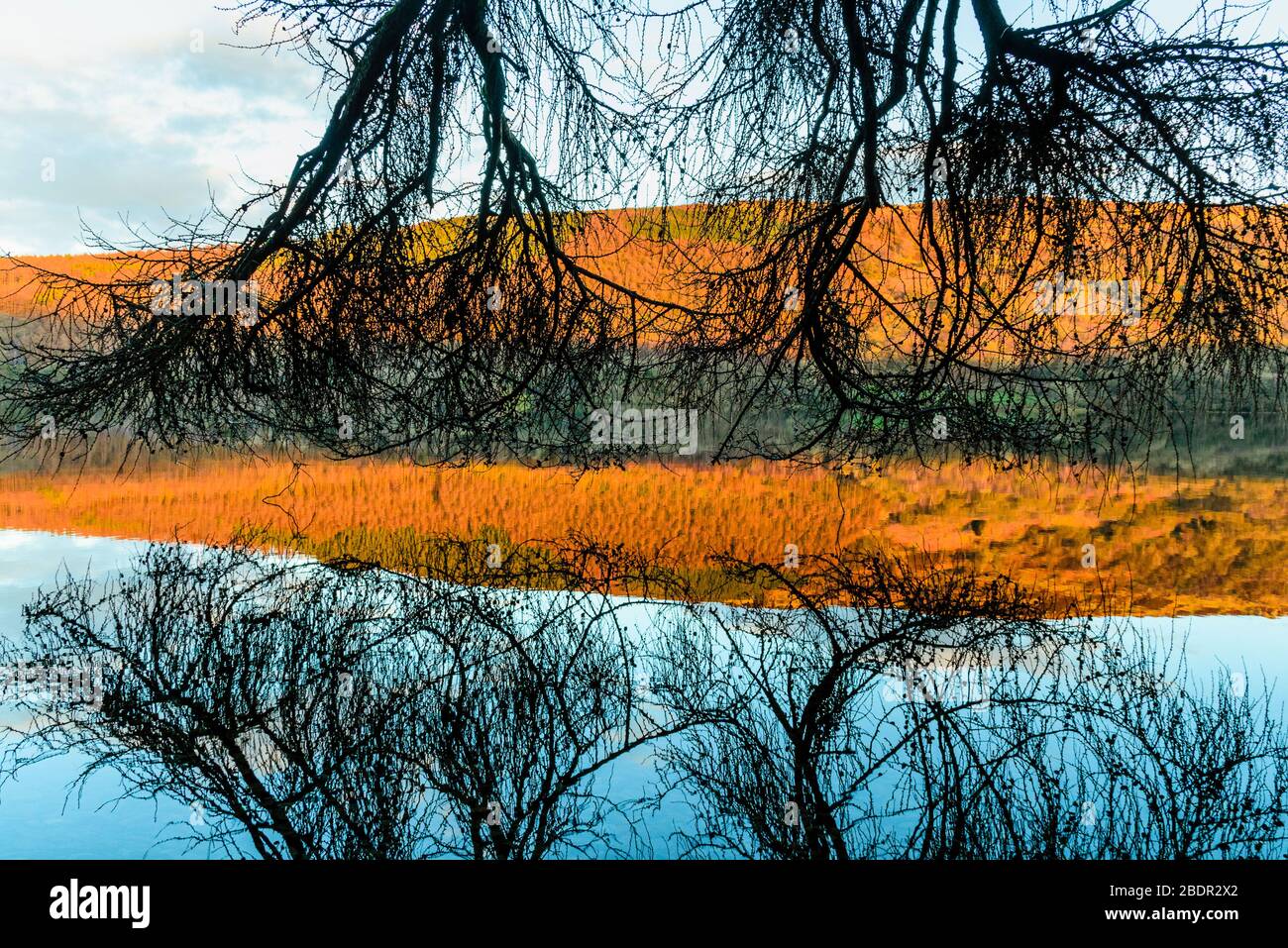 Mélèze reflétées dans l'eau de Coniston dans le district de lac Anglais Banque D'Images