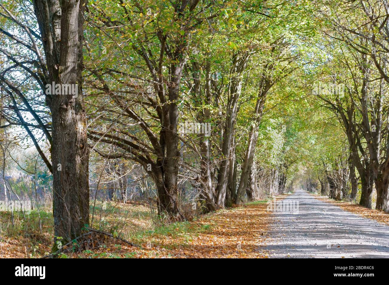 La hêtraie en automne, les arbres avec des feuilles jaunies sur la route Banque D'Images