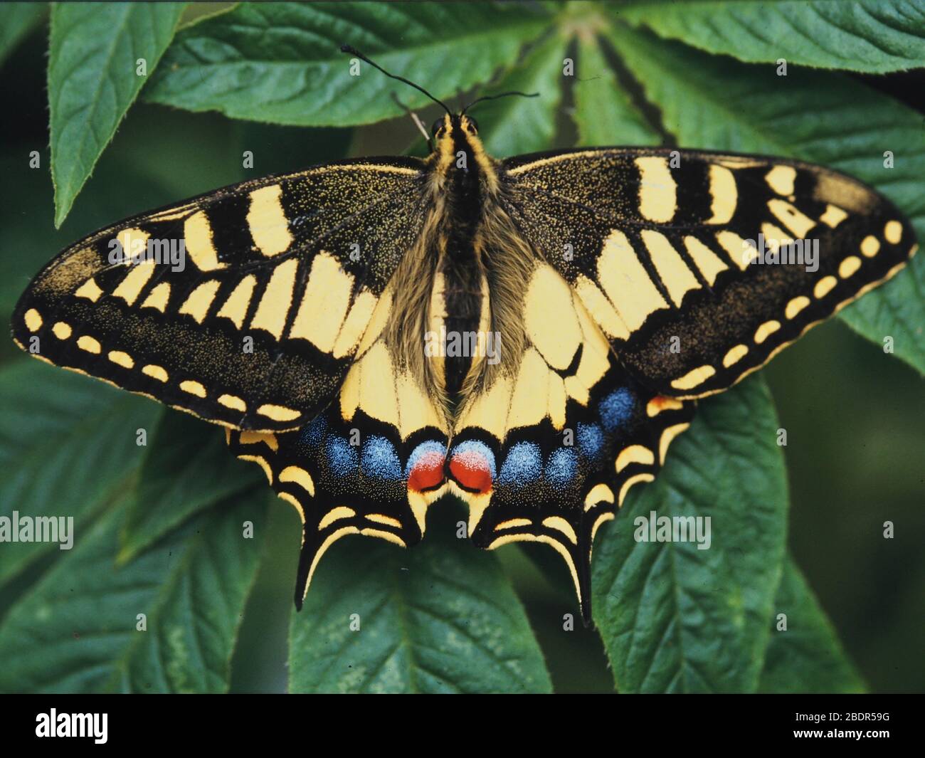Papillon à queue d'allowtail reposant sur le feuillage Banque D'Images