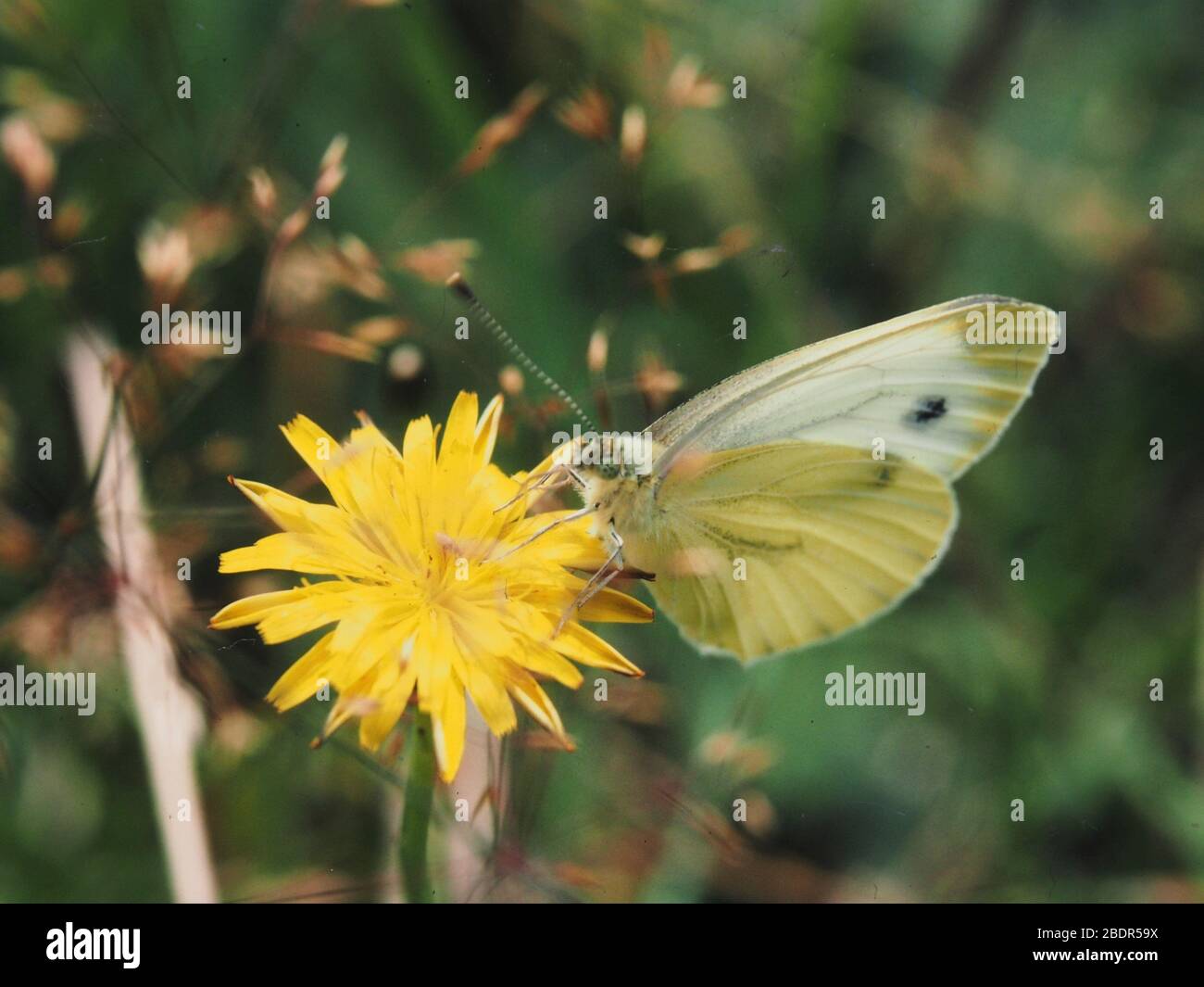 Petit chou papillon blanc sur une fleur de faucons, Essex, Royaume-Uni Banque D'Images