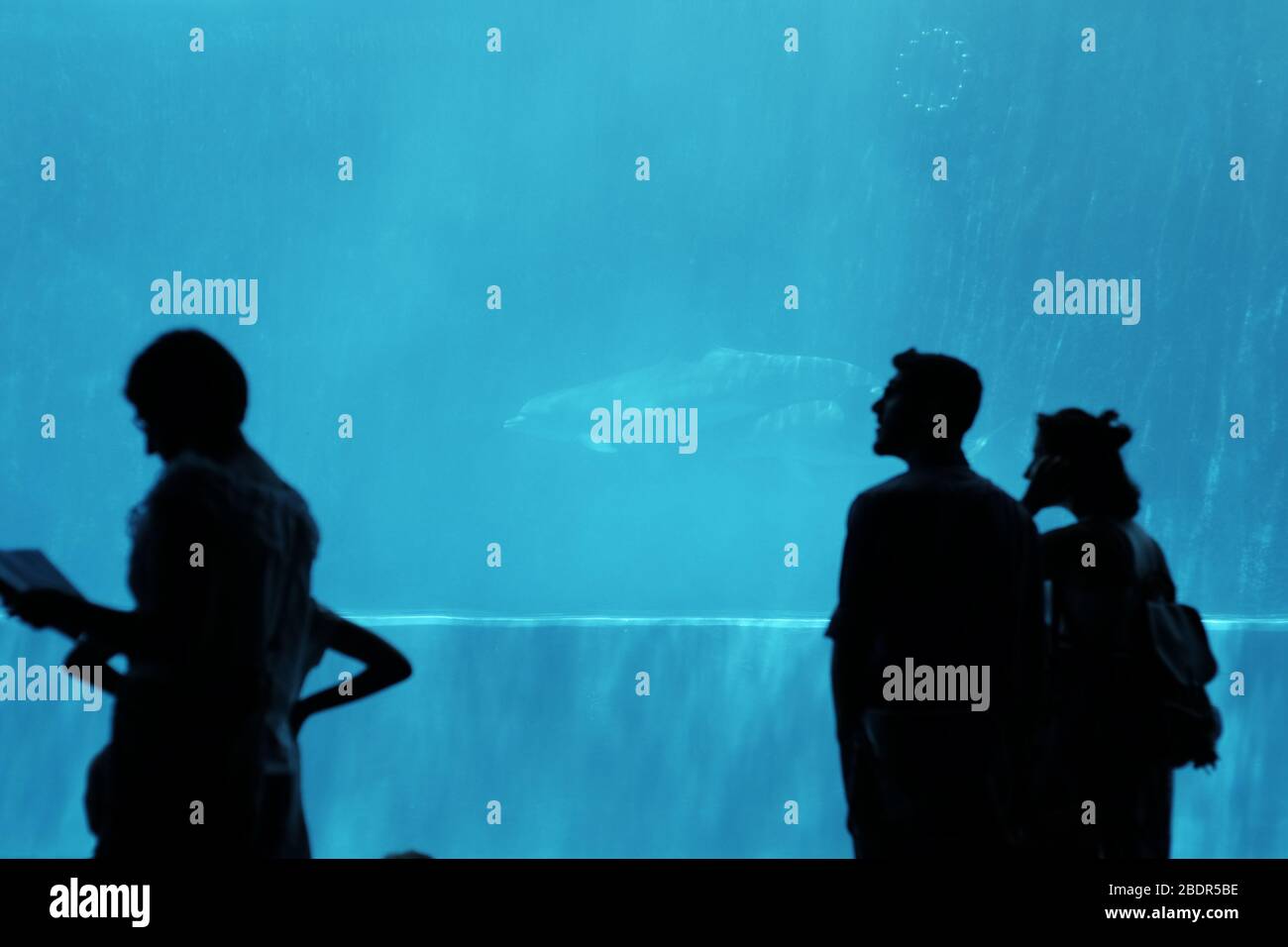 Dauphins sous l'eau à l'aquarium de Gênes Banque D'Images