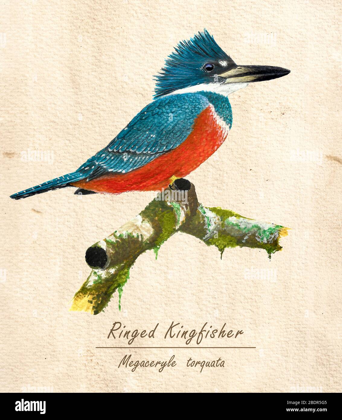 Illustration biologique d'un Kingfisher annelé (Megaceryle torquata) fabriqué en aquarelle Banque D'Images