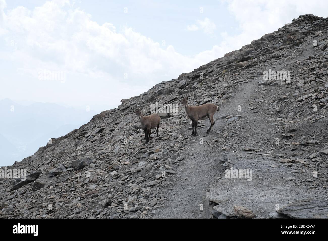 Ibex sur la montagne Rocciamelone à valsusa Banque D'Images