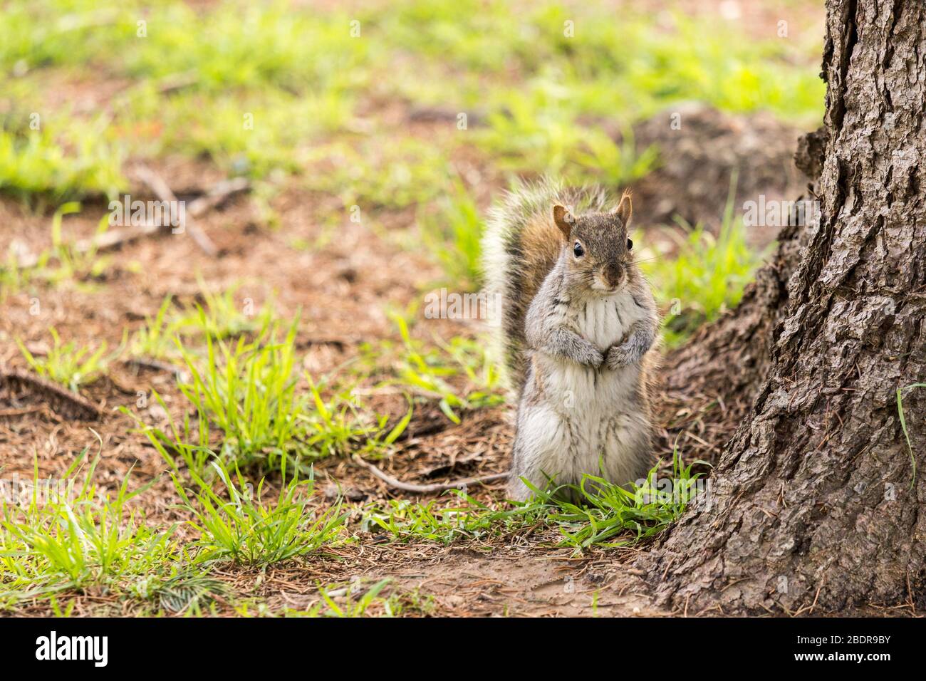 Écureuil au parc près des arbres Banque D'Images
