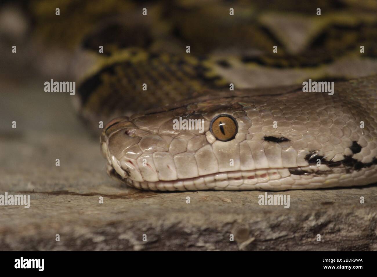 Python potrait au zoo Banque D'Images