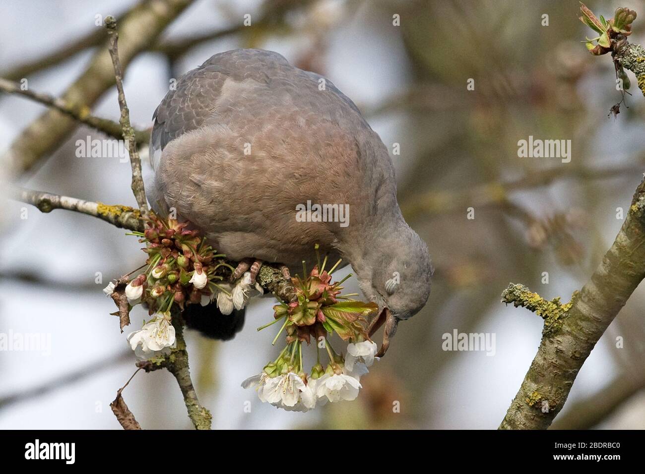 Pigeon ramier (Columba oenas) Banque D'Images